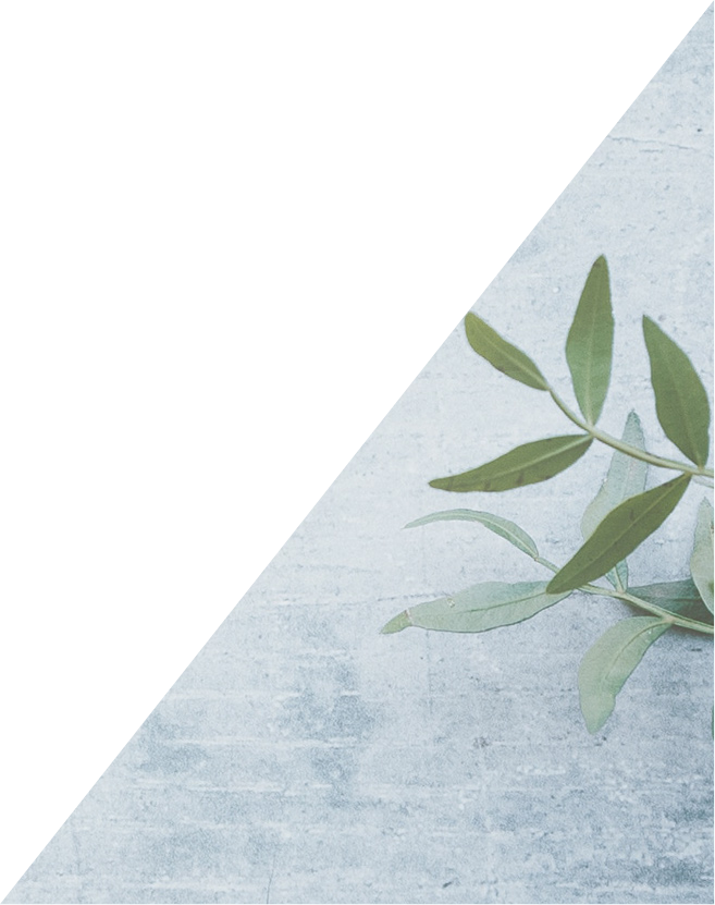 Bilden visar en grön växt placerad en betongskiva, illustrerande sidan med faktarutan om betong som ett naturligt material på webbplatsen.