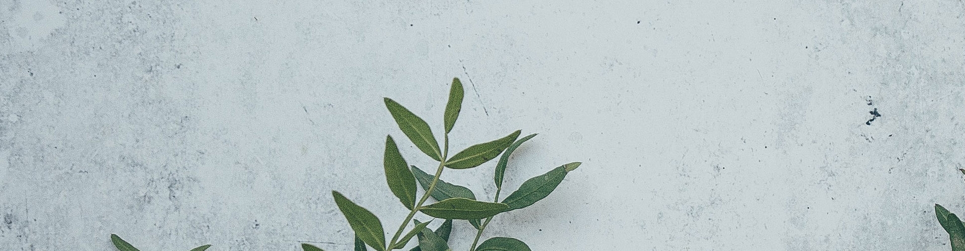 Bilden visar en grönskande kvist placerad en betongskiva, illustrerande sidan med artiklar om betong som ett naturligt material på webbplatsen.